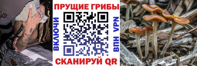 Псилоцибиновые грибы мицелий  что такое   Талдом 